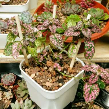 Hypoestes phyllostachya 'Splash Select Mix'