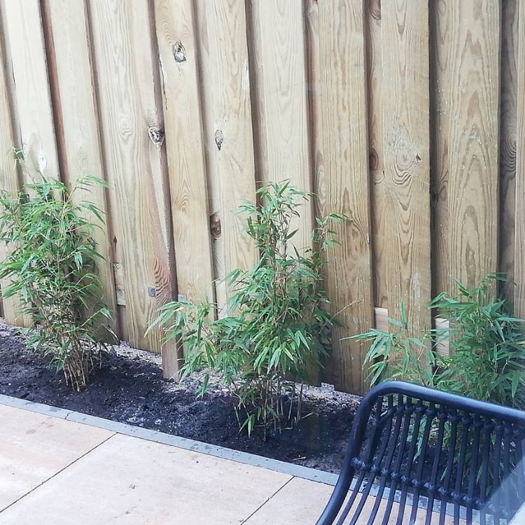 plant image 1545703
