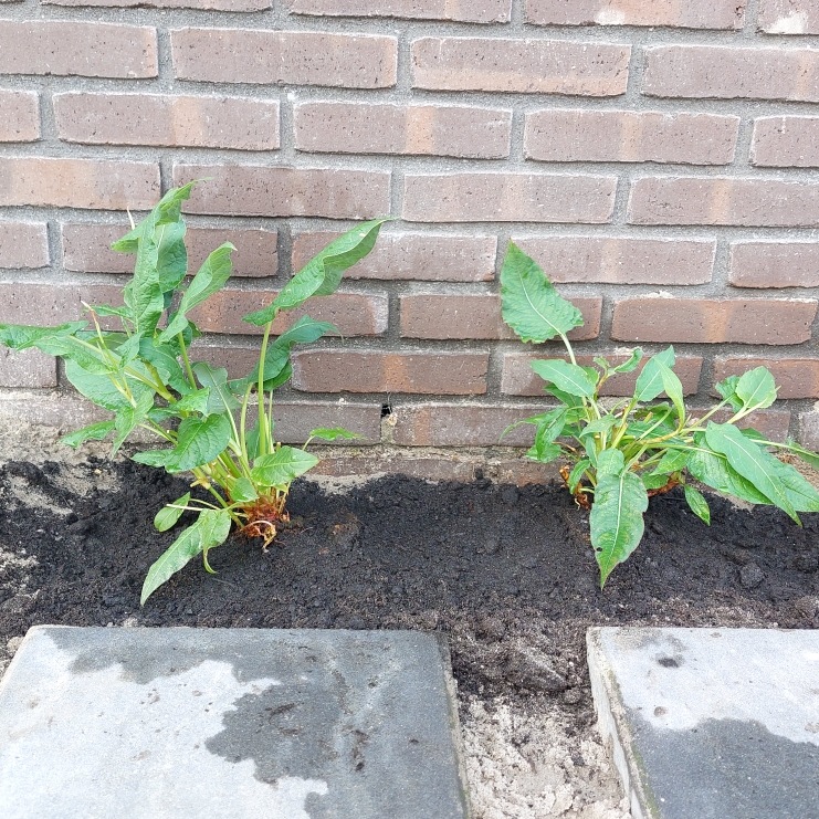plant image 1620007