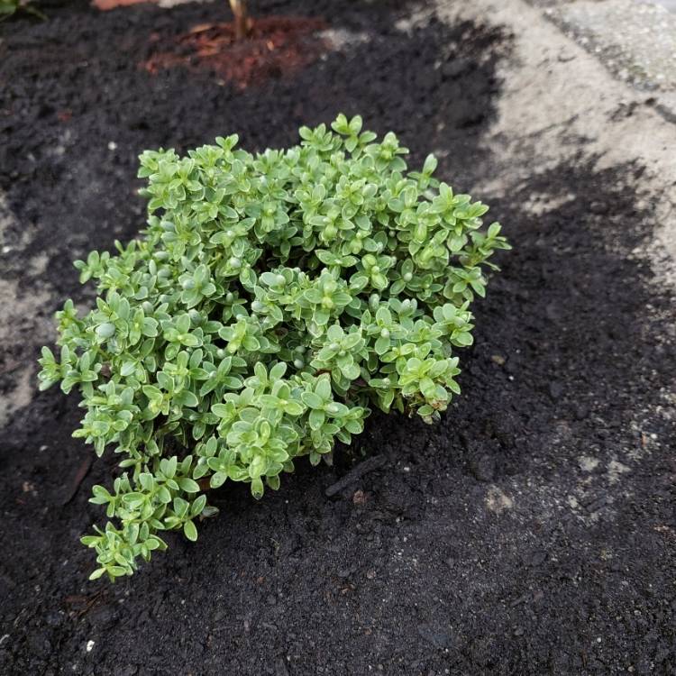 Plant image Hebe glaucophylla