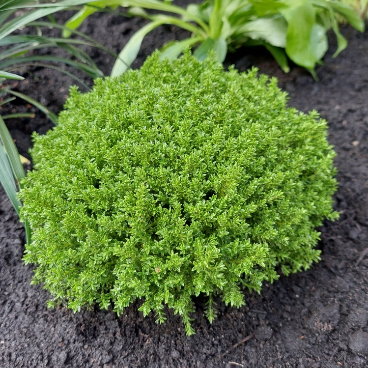 Plant image Hebe buxifolia