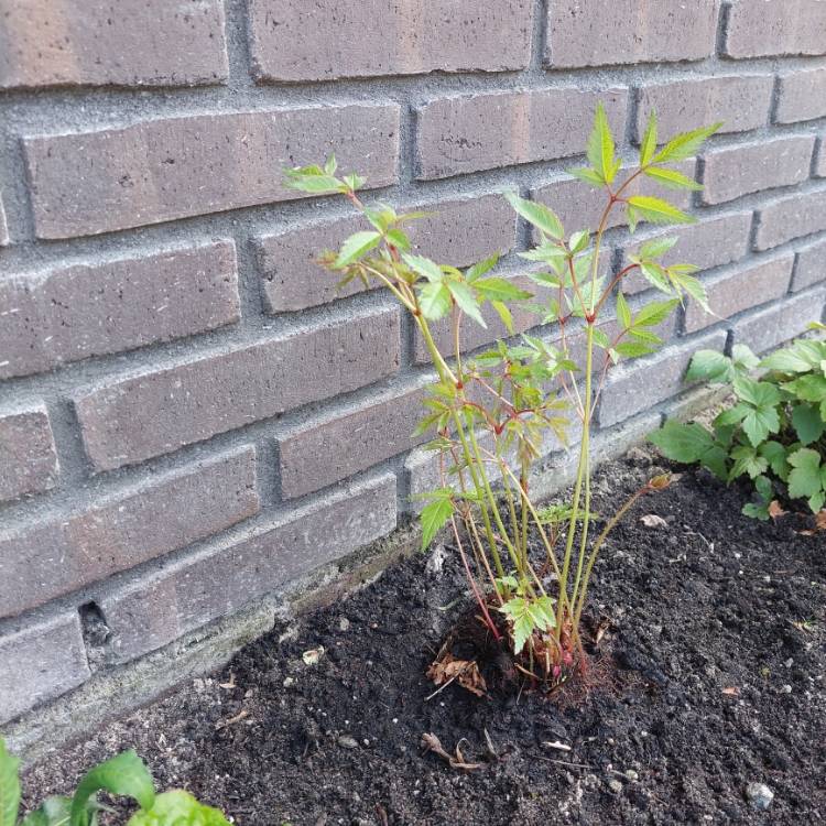 Plant image Astilbe x japonica 'Deutschland'