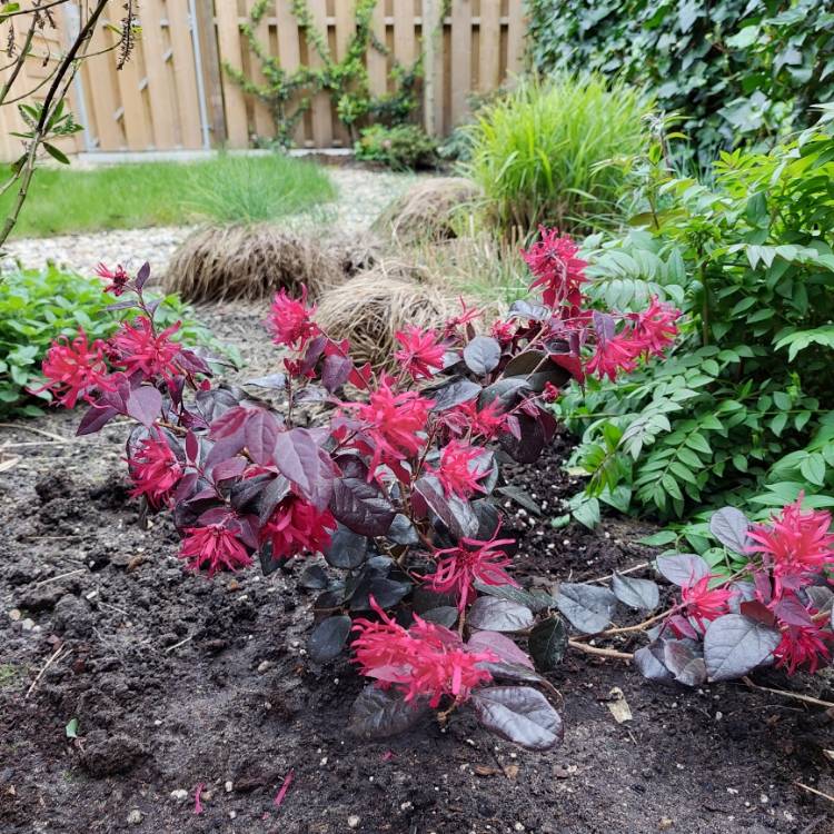 plant image 1707315