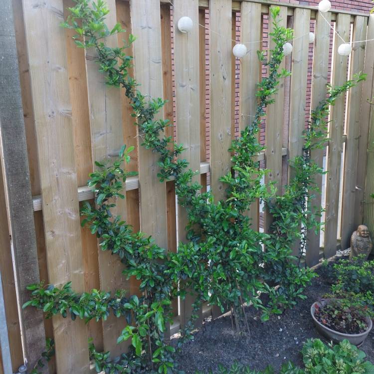 Plant image Pyracantha 'Orange Charmer'