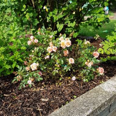 Patio Rose 'Well Done '