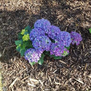 Hydrangea