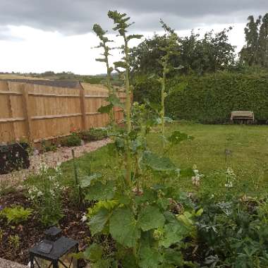 Hollyhock