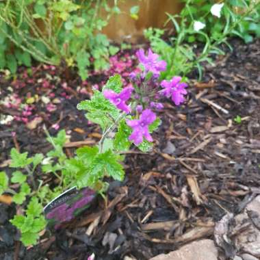 Verbena (Bedding)
