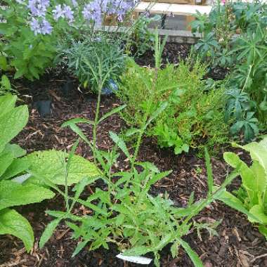 Purple Top Vervain