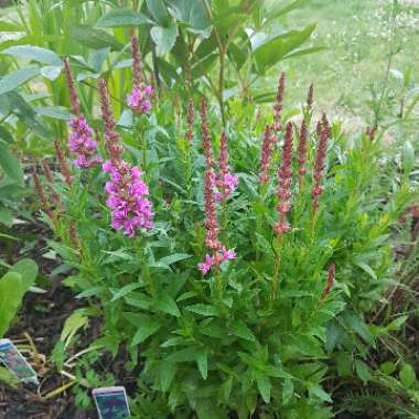Melissa's garden
