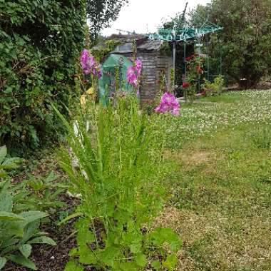 Melissa's garden