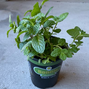 Mentha spicata