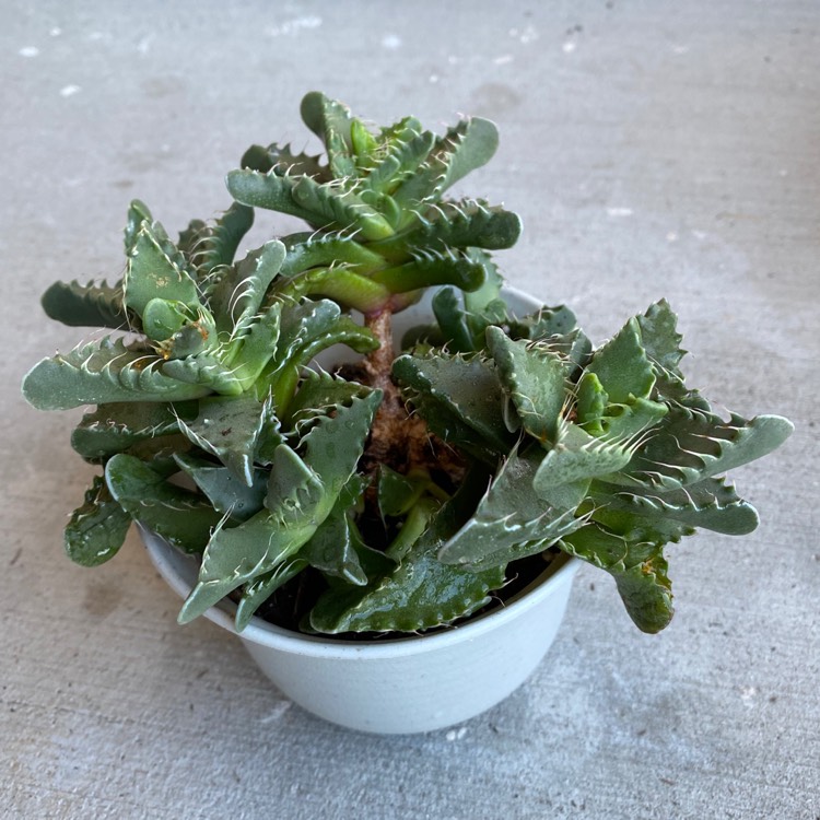 plant image 1233362 plant image 1233362