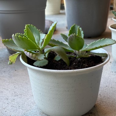 Kalanchoe laetivirens