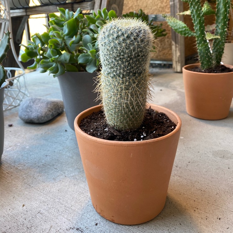 Plant image Mammillaria