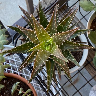 Aloe 'Minnie Belle'
