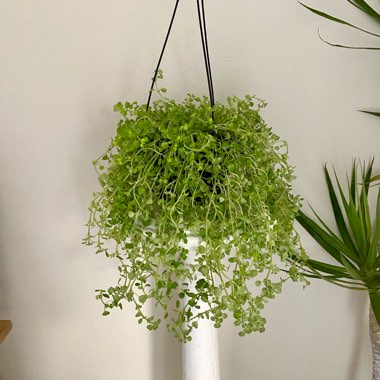 Pilea Depressa 'Baby Tears'