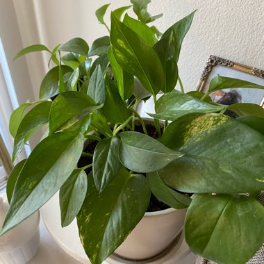 Epipremnum aureum 'Jade'