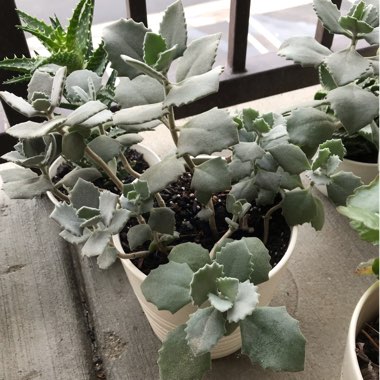 Kalanchoe millottii