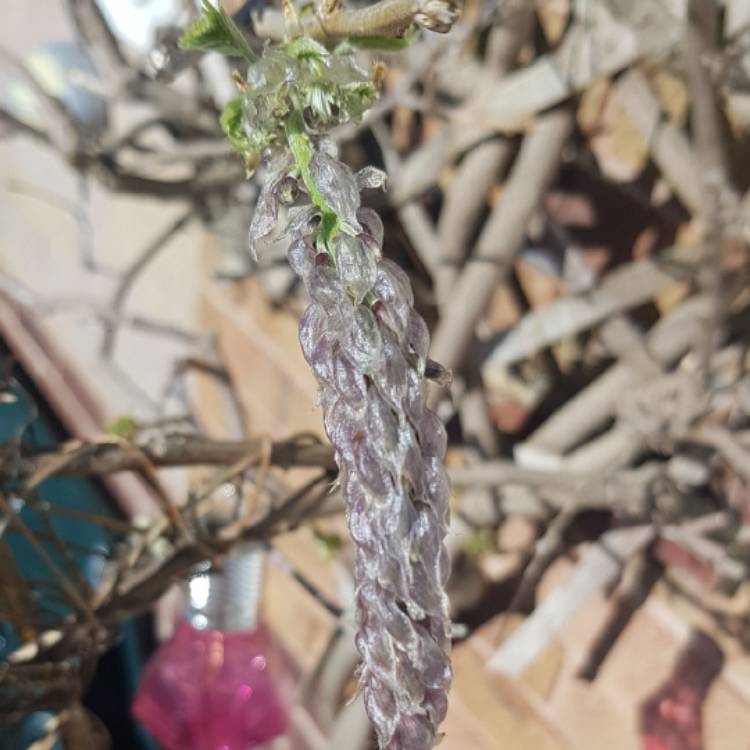 Plant image Wisteria sinensis 'Alba'