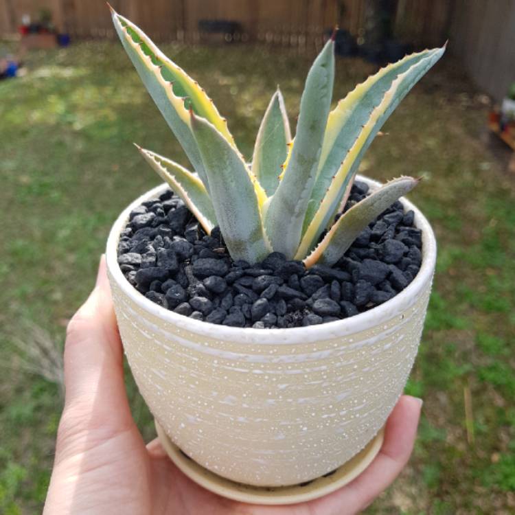 Plant image Agave Quasimoto