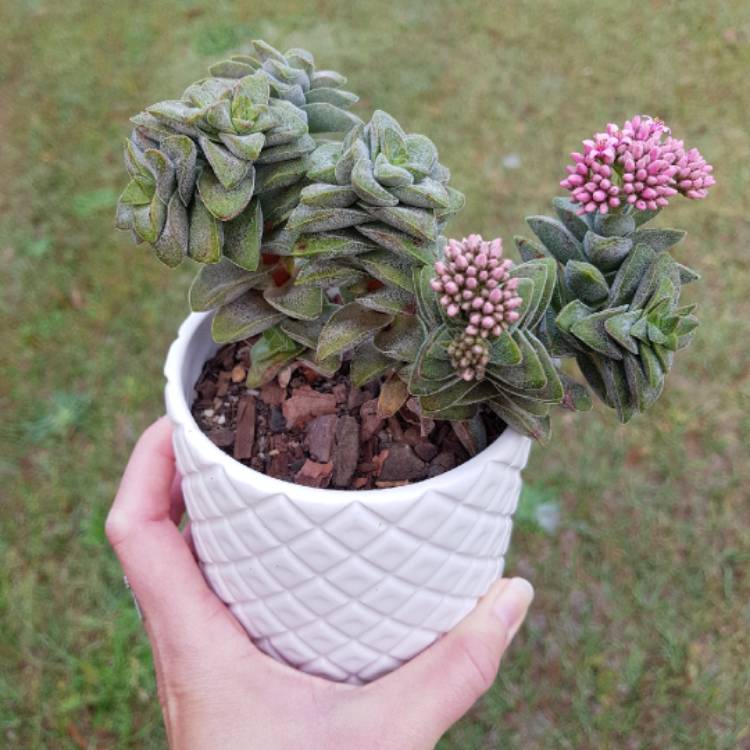 plant image 837730