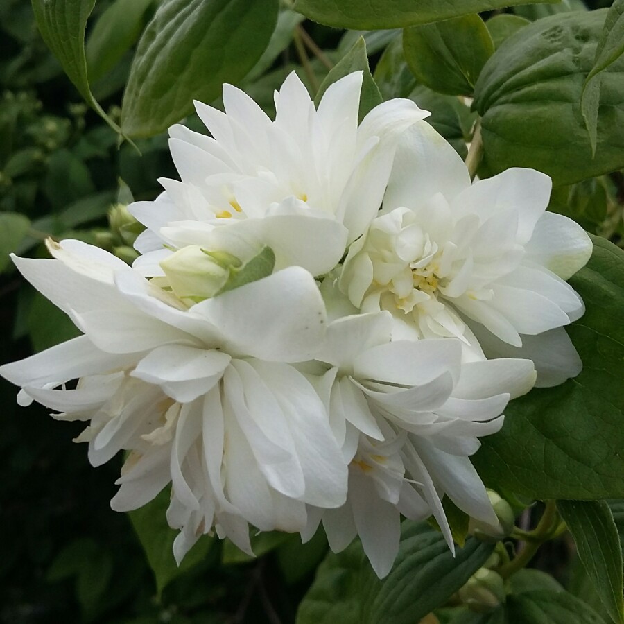 plant image 116625
