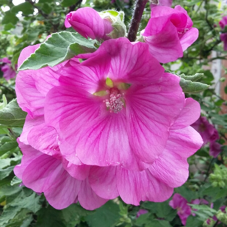 Plant image Lavatera x clementii 'Rosea'