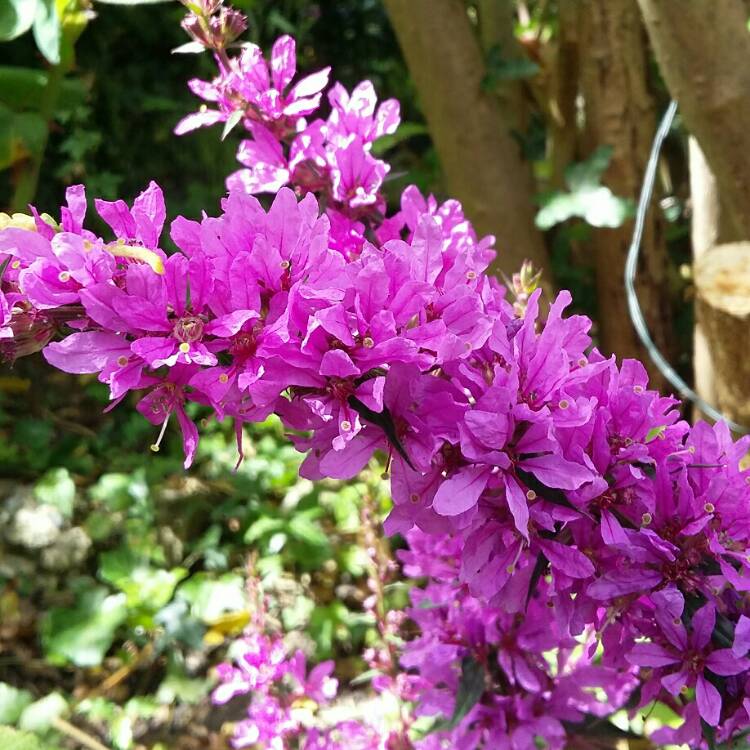 plant image 212428