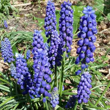Grape Hyacinth (Species) Broad-Leaved Grape Hyacinth