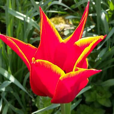 Tulip