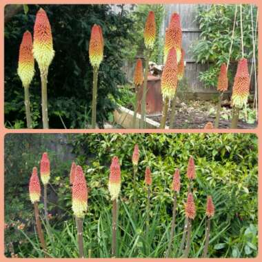 Melanie's garden