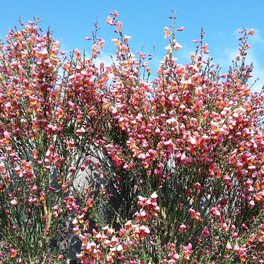 plant image 75732