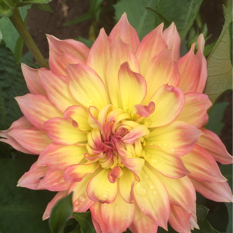 Elizabeth's garden