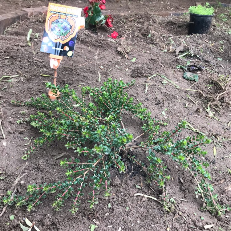 plant image 1310967