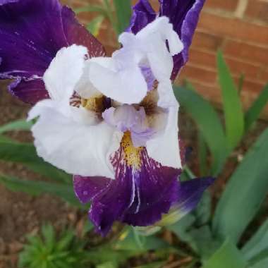 Mellissa's garden