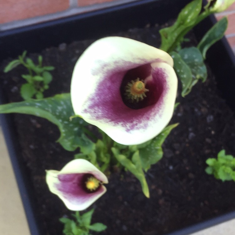 Plant image Zantedeschia elliottiana 'Picasso'