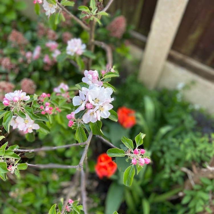 Plant image Malus domestica 'Cox's Orange Pippin'