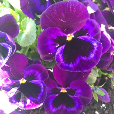 Viola x wittrockiana