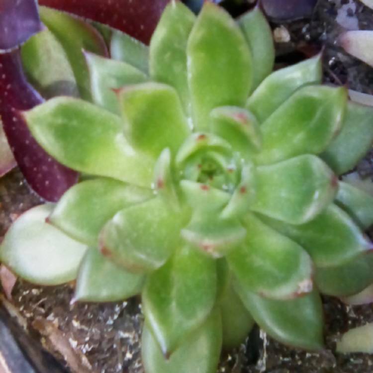 Plant image Orostachys