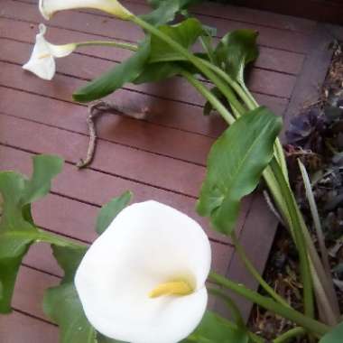 Arum Lily 'White Giant'