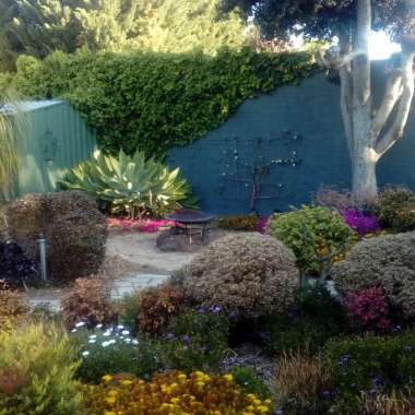 Melly's garden