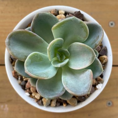Pachyveria 'Orpet'