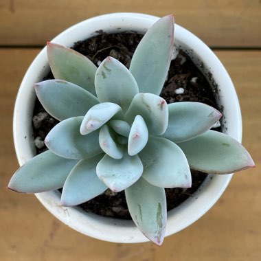 Pachyveria 'Powder Puff'