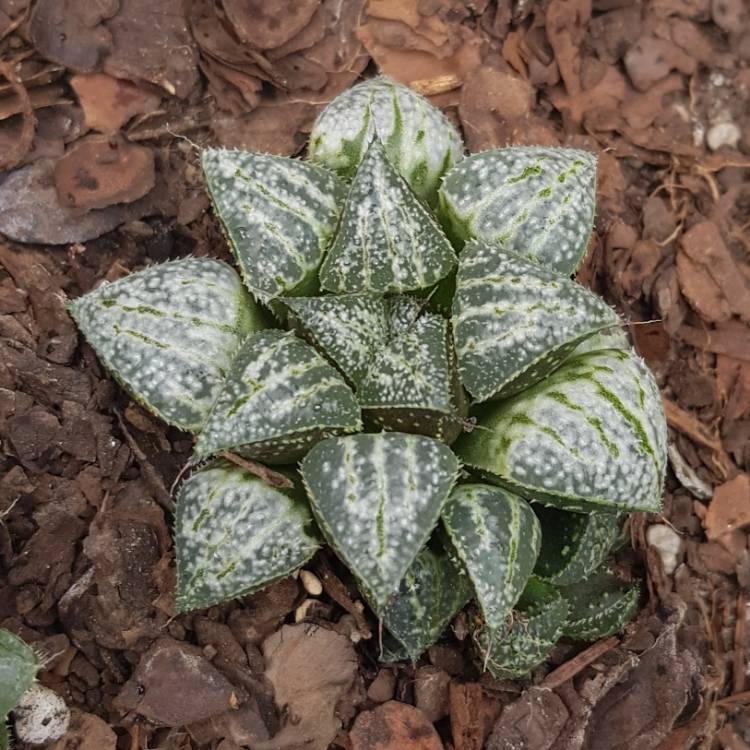 Plant image Haworthia emelyae 'Snow Scene'