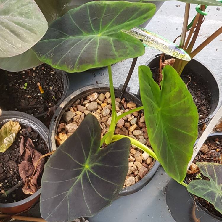 Plant image Colocasia esculenta 'Black Beauty'