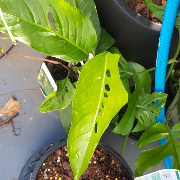 plant image 1007892