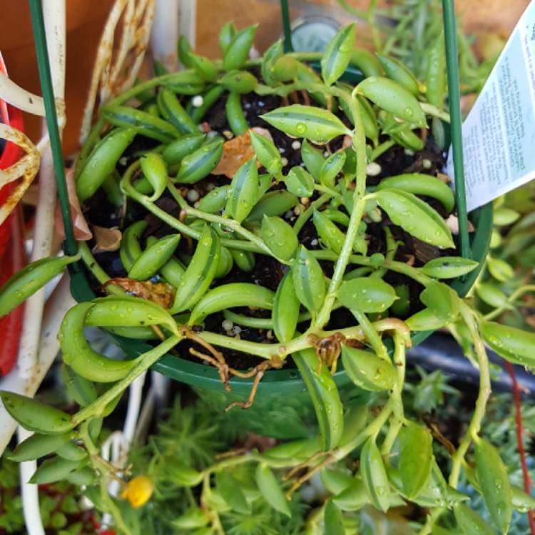 Plant image Senecio 'String Of Lanterns'