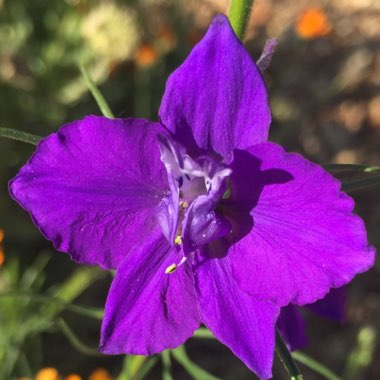 Melanie's garden