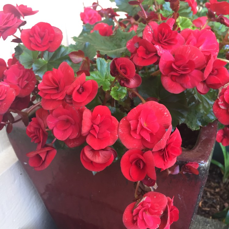 plant image 430931